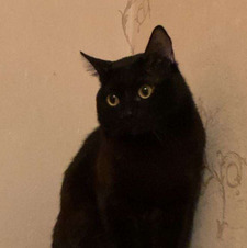 mel