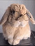Annika