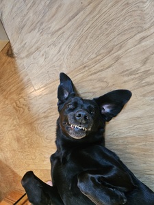 Josie