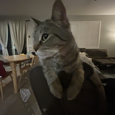 lily
