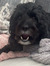 addie m...