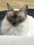 Sophy