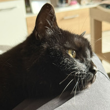 Lena