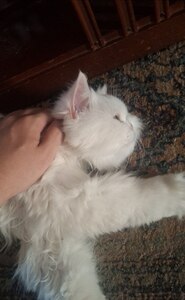 Luca