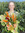 Julia Hubbard