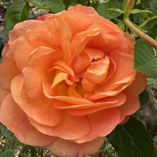 Susan Lawrence