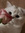 chrissy