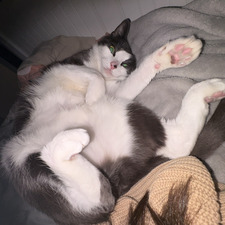 ItsLadyDumpling