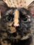 Lily Ch...
