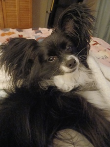 Paula