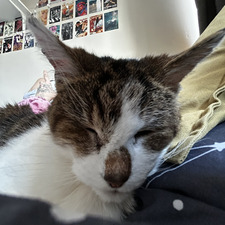 millie