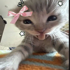 Mie