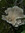 fungi 