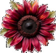 Redsunflower