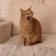 av