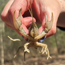 Emily Whelan