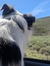 Tess