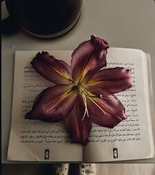 ســارة