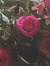 valentine
