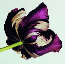 Maud