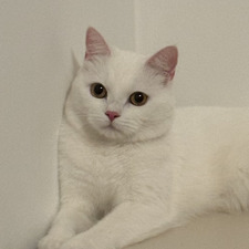 nera