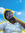 Arul