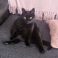 Ebony ☆