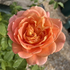 Lily