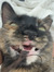 amy