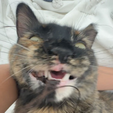 amy