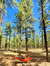 Audrey Z