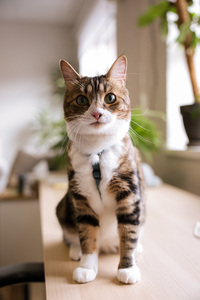 Anni