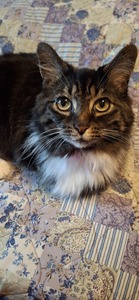 Brittainy