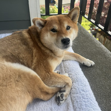 Maia