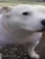 ermine ...