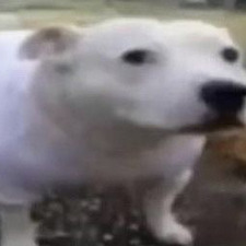 ermine