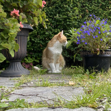 William