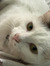 Rie S