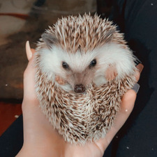 Del