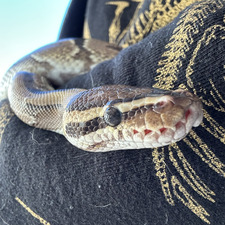 Cyrus