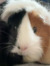 Beany_B...