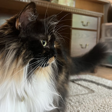 Araya