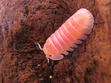 Cora