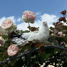 paloma