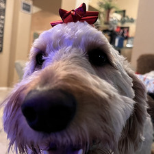 Ady