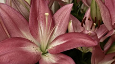 Lily