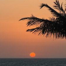 افنان