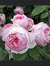 Sonnia