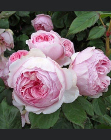 Sonnia
