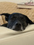 Alex Vi...